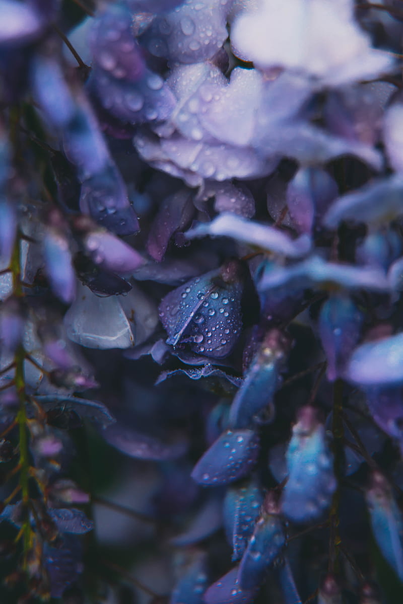 flowers, drops, dew, blue, HD phone wallpaper