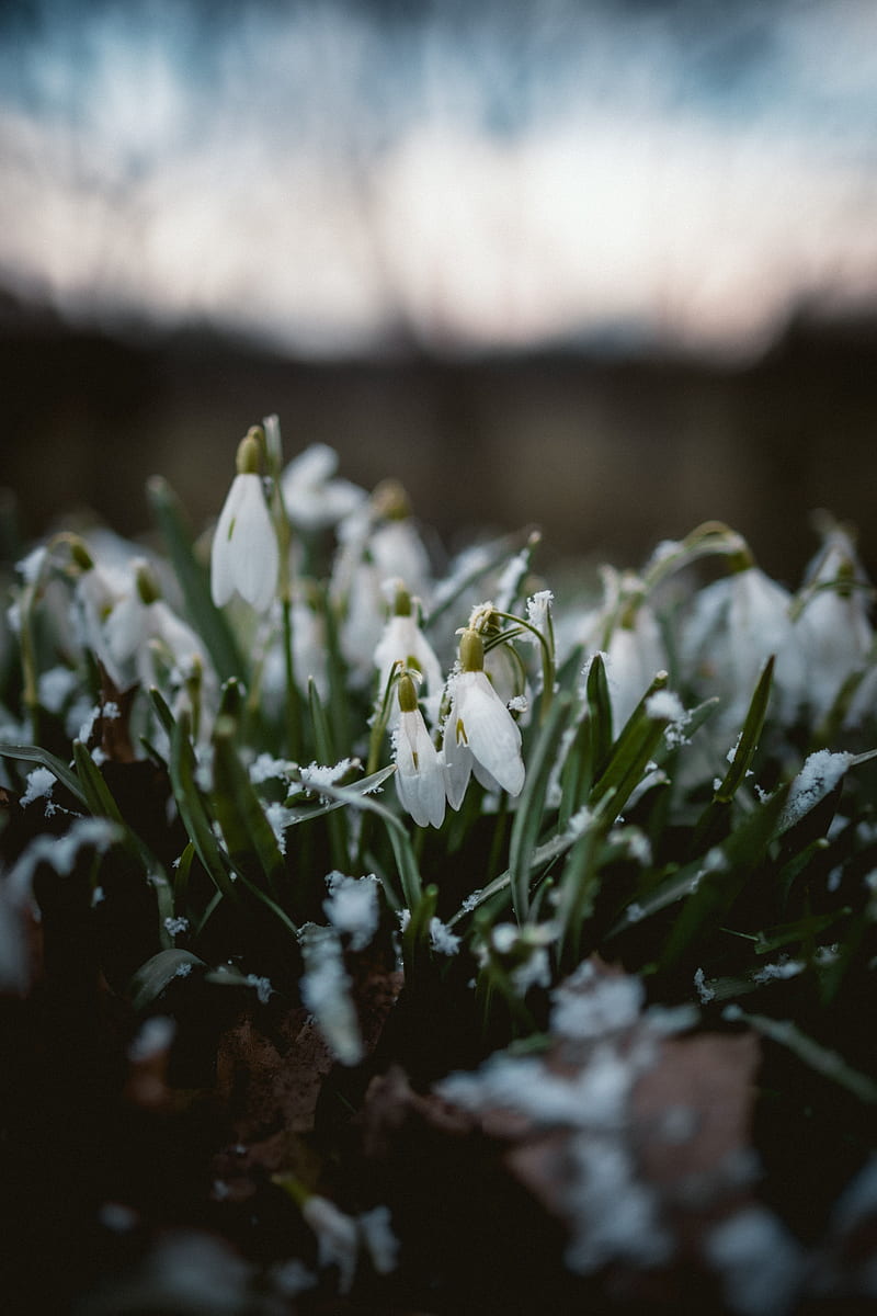 snowdrops, flowers, snow, spring, macro, HD phone wallpaper
