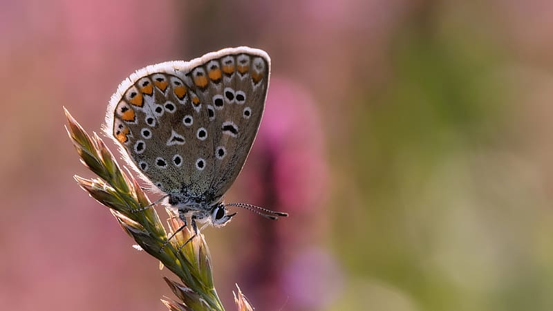 Lycaenidae Butterfly, animal, insect, lycaenidae, entomology, macro, butterfly, HD wallpaper