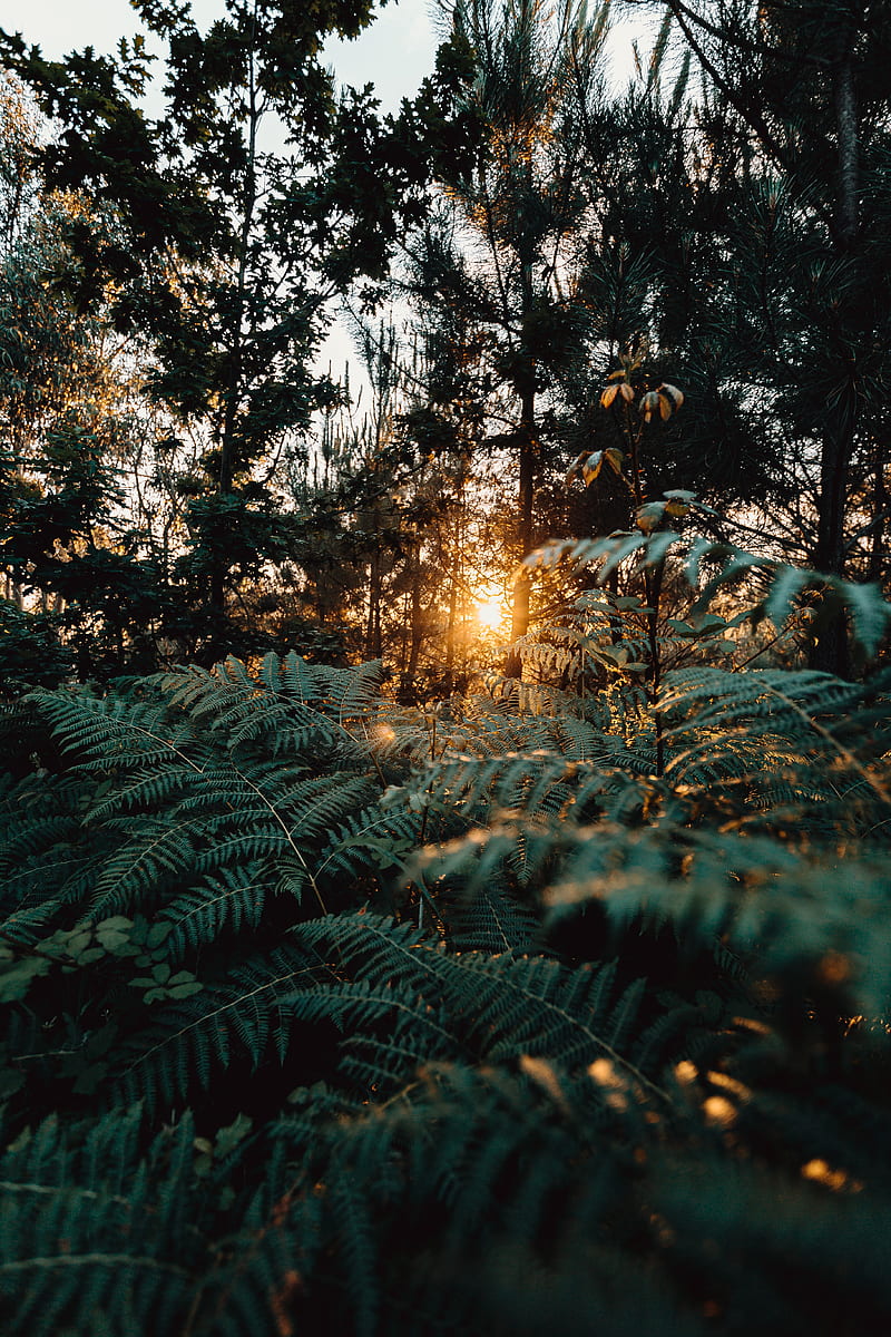 fern, forest, trees, rays, sun, HD phone wallpaper