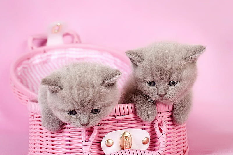 British shorthair kittens, pretty, fluffy, adorable, sweet, gris, kitties, pink, friends, playing, british, kittens, joy, shorthair, cute, pet, basket, funny, cats, HD wallpaper