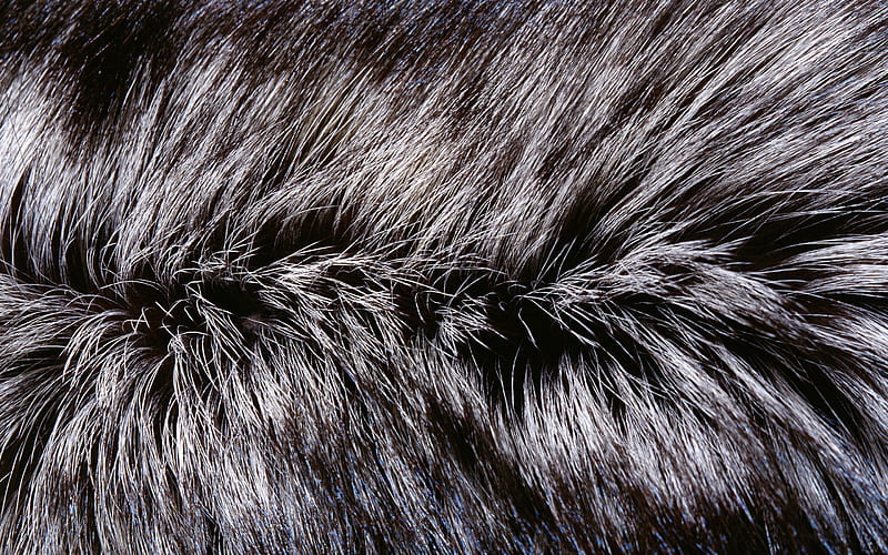 gray furry texture macro, wool textures, furry backgrounds, gray fur backgrounds, fur textures, backgrounds with fur, HD wallpaper