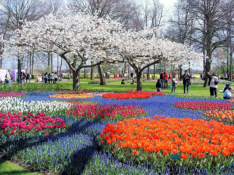 Flower Park in Japan, magnolia, tulips, people, colors, blossoms, trees, HD wallpaper