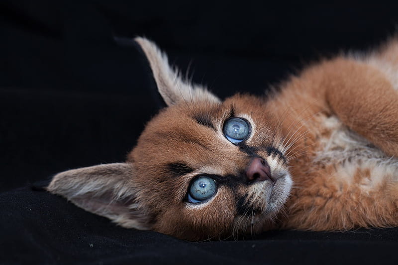 Caracal Kitten, Kittens, Caracal, ear, animal, HD wallpaper