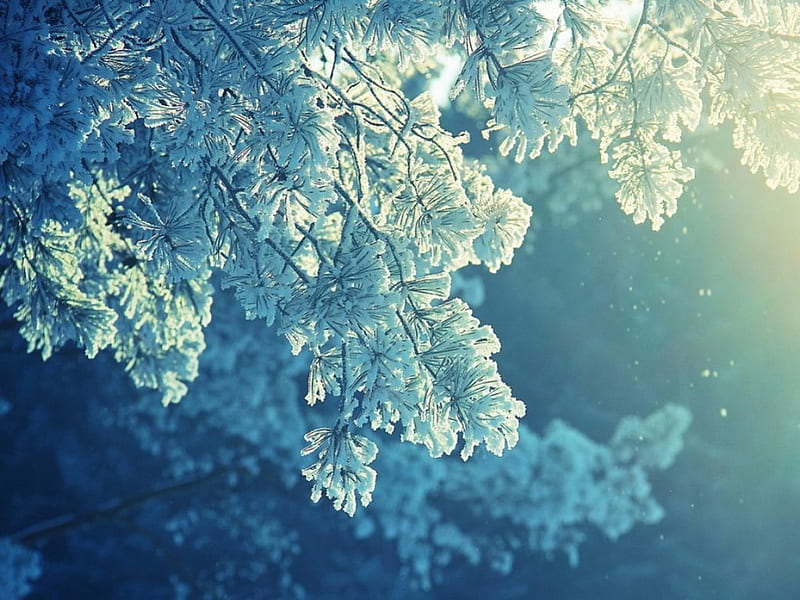 ✰ Winter ✰, rime, tree, winter, lights, HD wallpaper