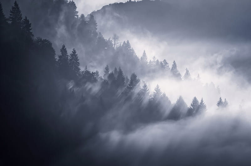 Snow Fog Trees , trees, fog, snow, nature, HD wallpaper