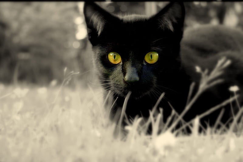 On The Prowl, gold eyes, black, cats, animals, HD wallpaper