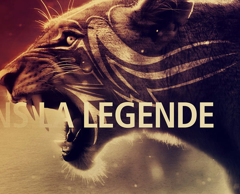 Angry Lioness, big cats, carnivors, felines, lion, lioness, predators, HD wallpaper