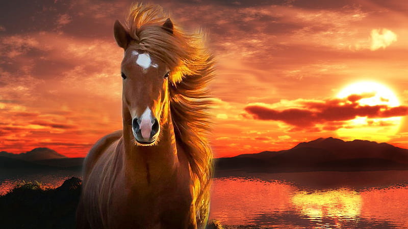 Brown Horse With Background Of Sunset Horse, HD wallpaper