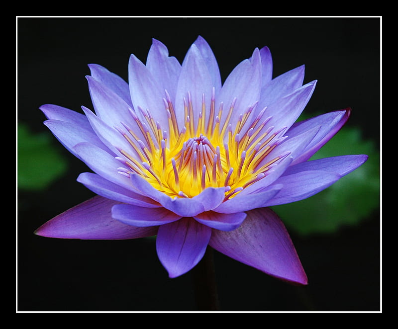 Purple, teratai, lotus, flower, water lili, nathtan, HD wallpaper