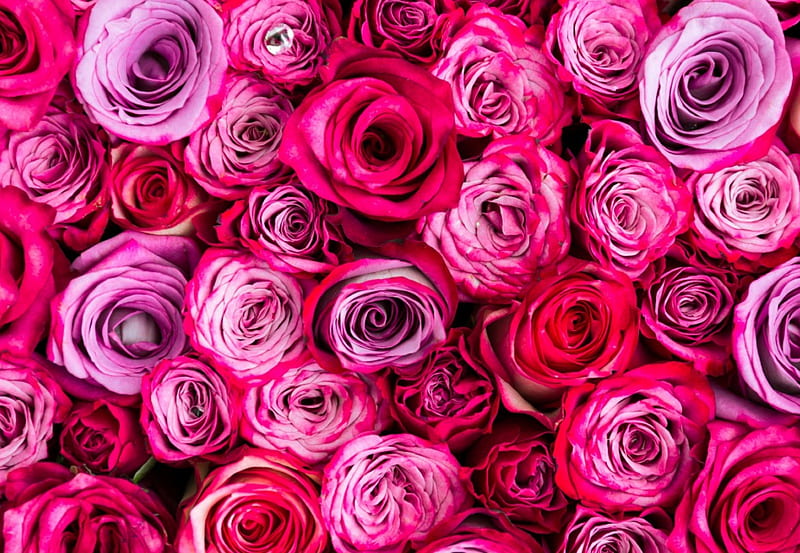 Roses, red, texture, flowers, pink, HD wallpaper | Peakpx