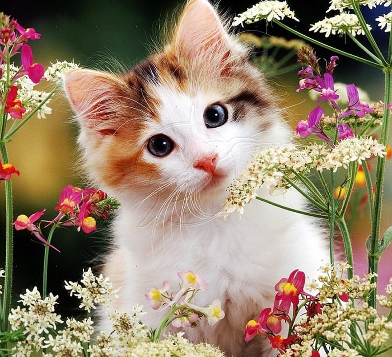 kitten in a wild flowers, flowers, kitten, cats, animals, HD wallpaper