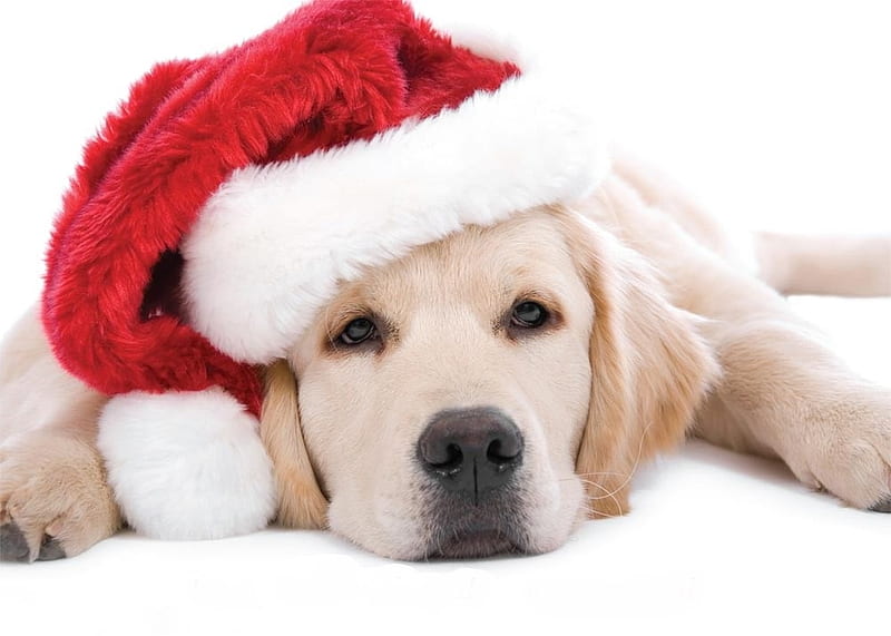 Christmas dog, red, craciun, christmas, caine, animal, hat, cute, santa ...