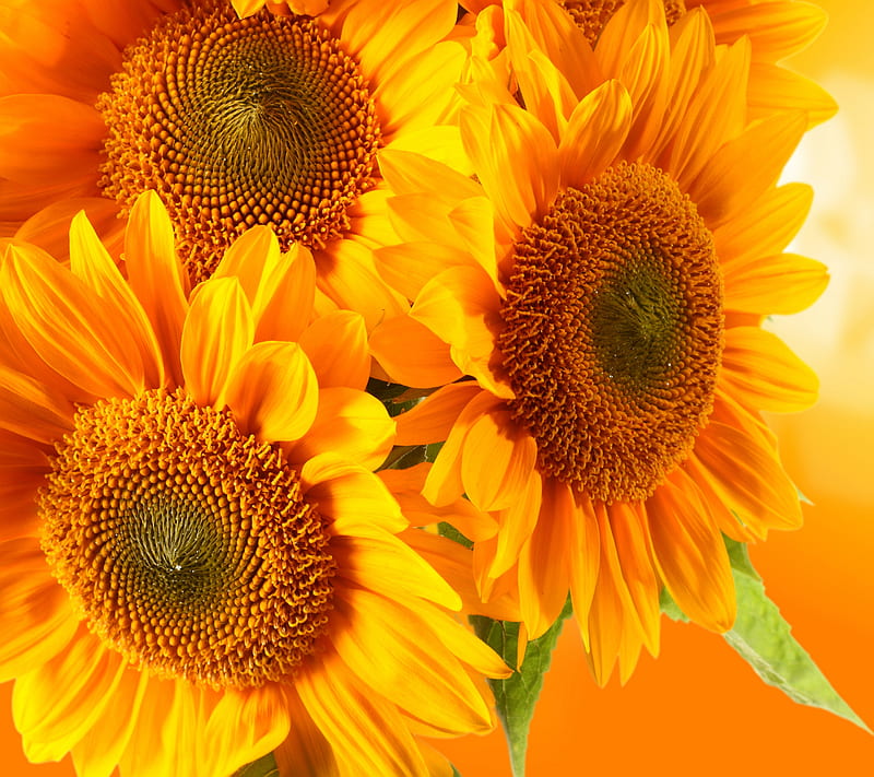 Sunflower, flower, plant, season, spring, HD wallpaper