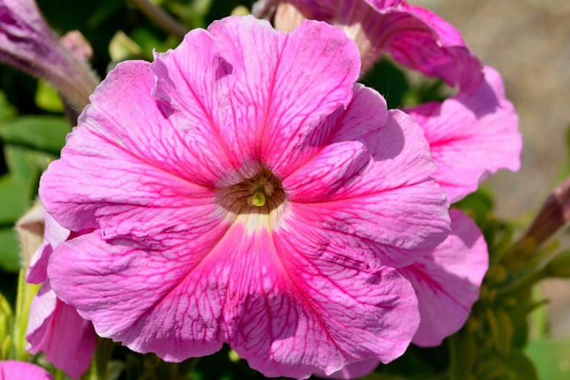 Pink Rising, pink flowers, spring flowers, pink, pink pansie, HD ...