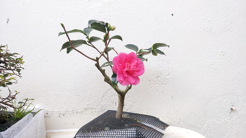 Bonsai Camellia, bonsai, flowers, shrub, camellia, HD wallpaper