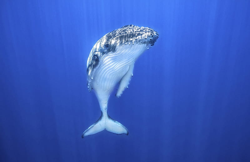 Humpback whale calf, Sea, Whale, Humpback, Calf, HD wallpaper