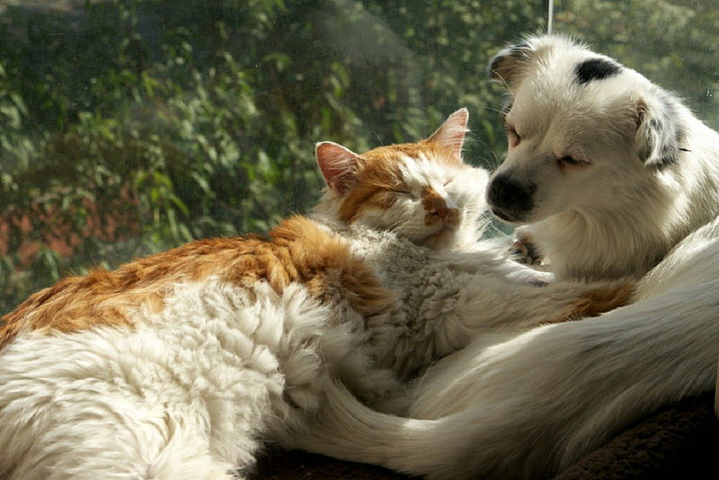 Cute Cats and Dogs, cats, happy, dogs, love, HD wallpaper Cute Cats and Dogs, cats, happy, dogs, love, HD wallpaper