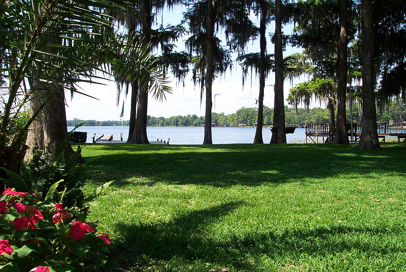 Beautiful Florida Backyard, Lake, flowers, hammock, cypress trees, HD wallpaper
