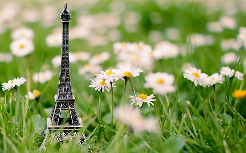 Eiffel Tower, bloom, grass, paris, small, daisies, green, petals, daisy, meadow, HD wallpaper