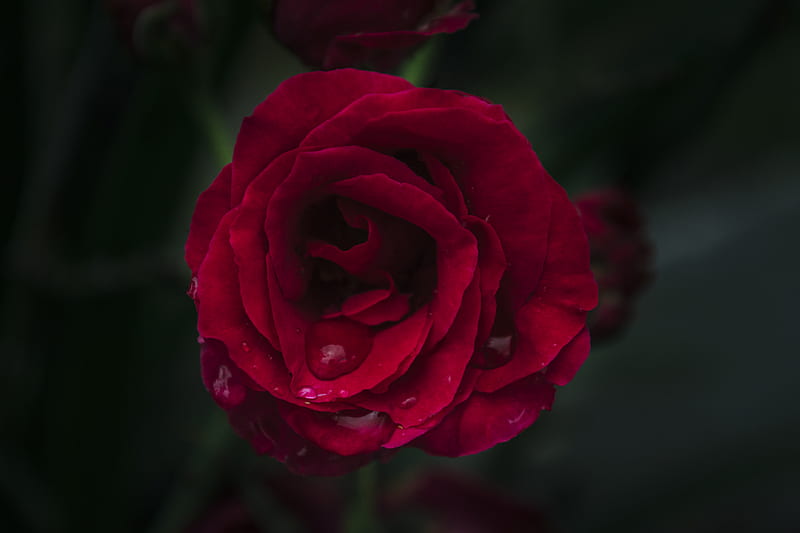 Shallow Focus graphy of Red Rose, HD wallpaper