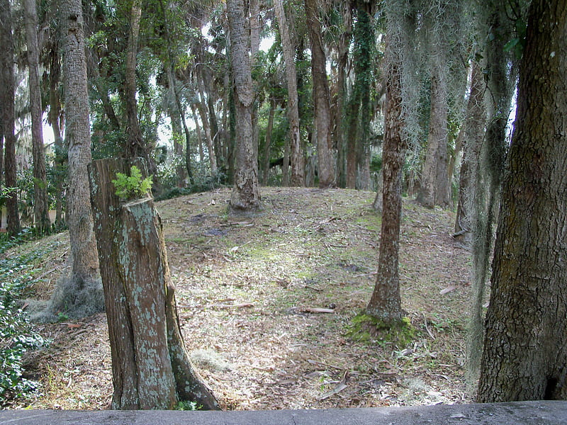 ~Ancient Indian Temple Mound~Oelsner Mound~Port Richey, Florida~, graph, ancient, indian, bonito, trees, palm trees, florida, stones, mound, foilage, temple, nature, burial grounds, steps, HD wallpaper
