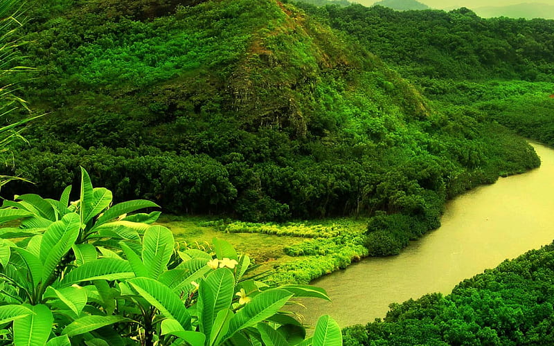 Green Mountain Trees River-plants graphy, HD wallpaper