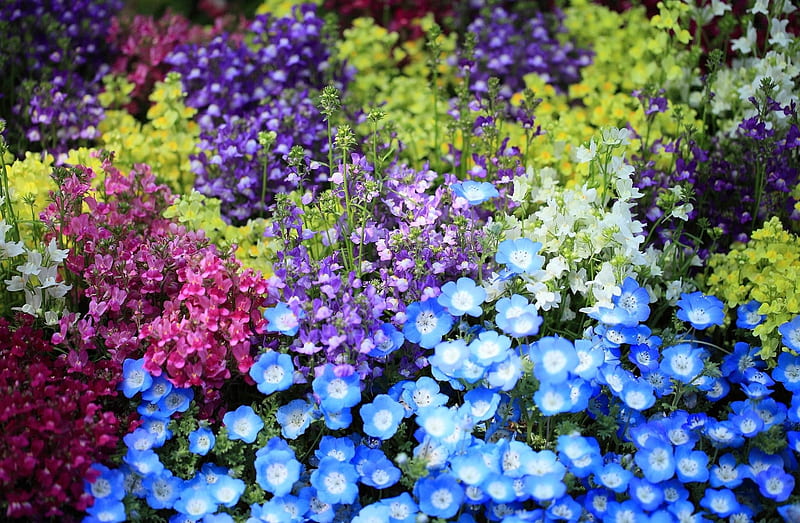 Bright Summer Day, colorful, bright, summer, flowers, beauty, nature, spring, flowerbed, HD wallpaper