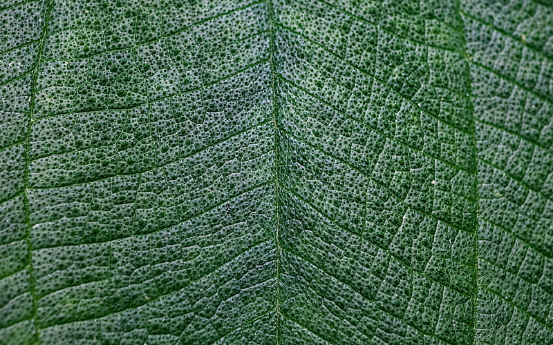 green leaves texture macro, leaves, leaves texture, green leaf, leaf pattern, leaf textures, green leaves, HD wallpaper