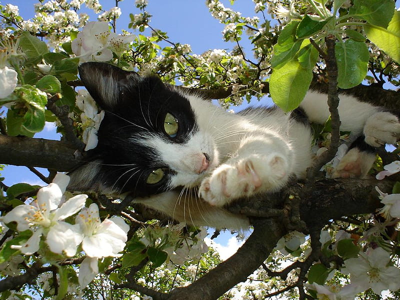Calico on tree, grass, cat, animal, sweet, tree, feline, calico, green, nature, kitten, HD wallpaper