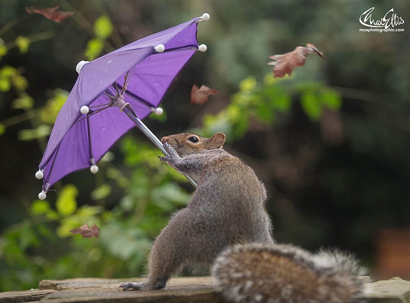Squirrel hates the hurricane Doris as well, squirrel, wind, umbrella, animal, cute, max ellis, green, purple, hurricane doris, funny, pink, HD wallpaper