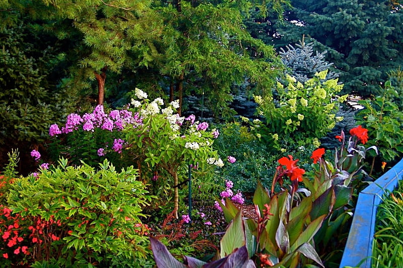 Summer Garden, canna, leaves, phlox, plants, blossoms, HD wallpaper