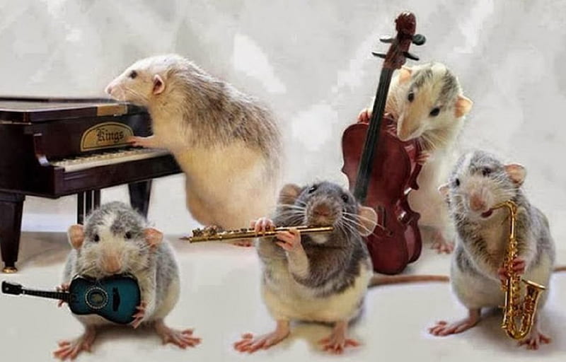 The orchestra, funny, orchestra, mouses, animals, HD wallpaper
