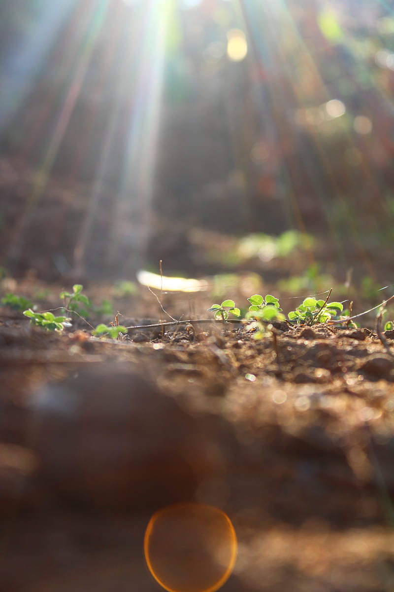 Sunlight, autumn, background, blur, dream, forest, home, leaves, nature,  spot, HD phone wallpaper | Peakpx