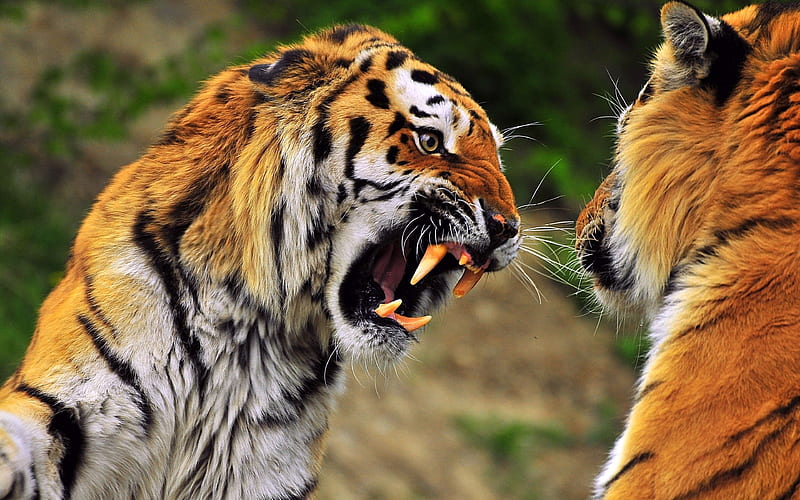 Aggressive Tiger, Tiger, Feline, Big Cat, High Resolution, Aggressive, HD wallpaper