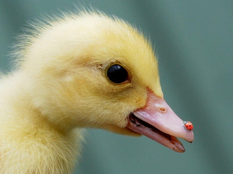What is on my nose?, baby duck, cute, ladybug, sweet, HD wallpaper