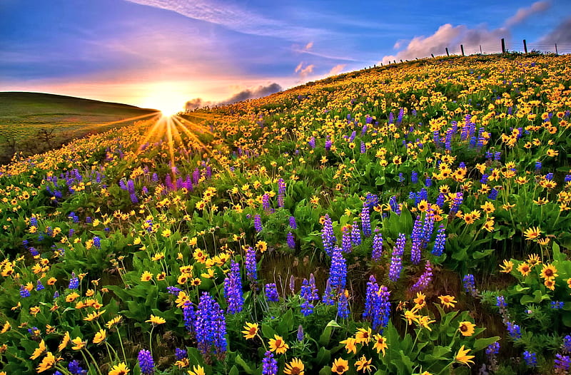 Colorful Flower Field, Field, Sun, Nature, Flower, HD wallpaper | Peakpx