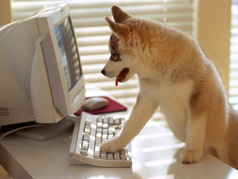 dog typing on computer