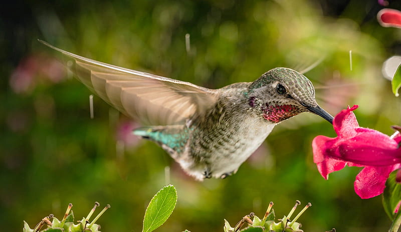 Hummingbird, bird, macro, pasare, flower, closeup, colibri, HD wallpaper