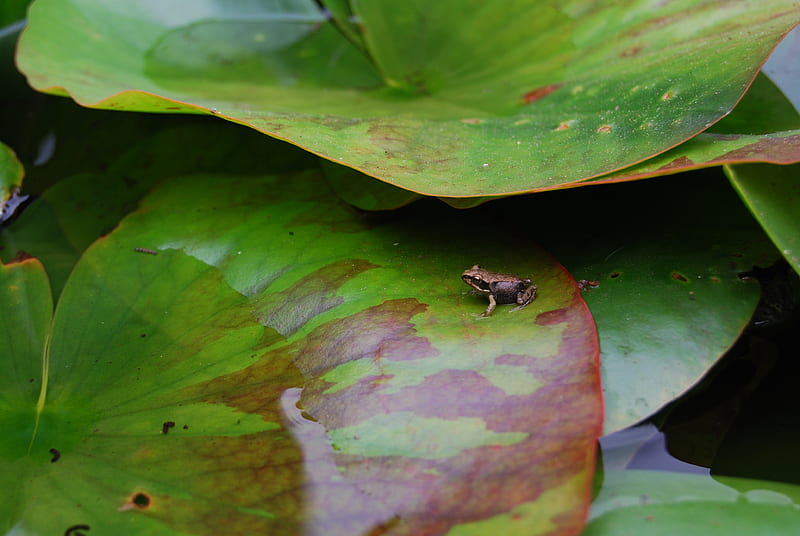 Tiny Frog, lily, frog, water, pads, HD wallpaper