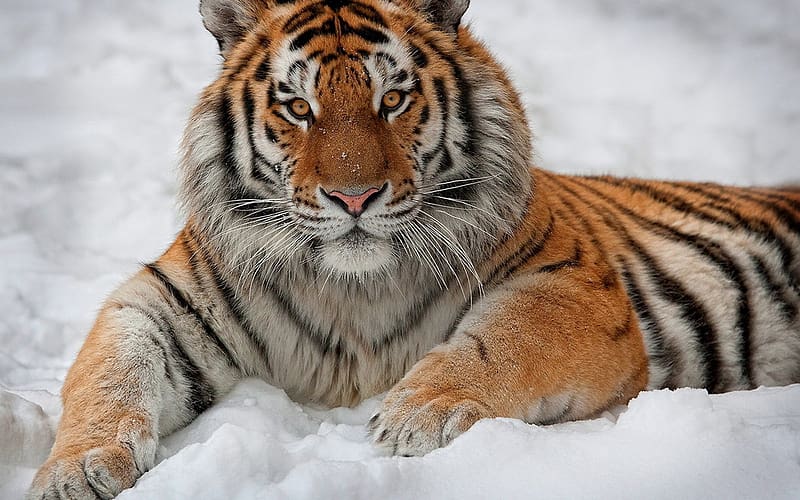 Snow, Tiger, Animal, Siberian Tiger, Amur Tiger, HD wallpaper