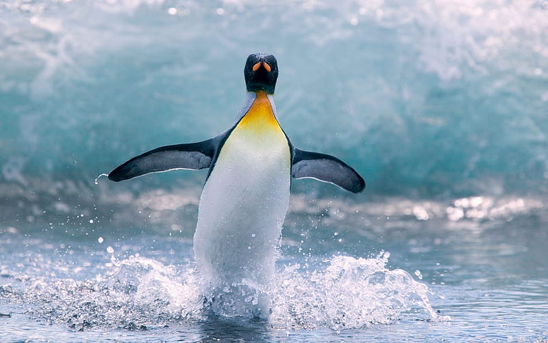 Antarctica King Penguins Animal 12, HD wallpaper