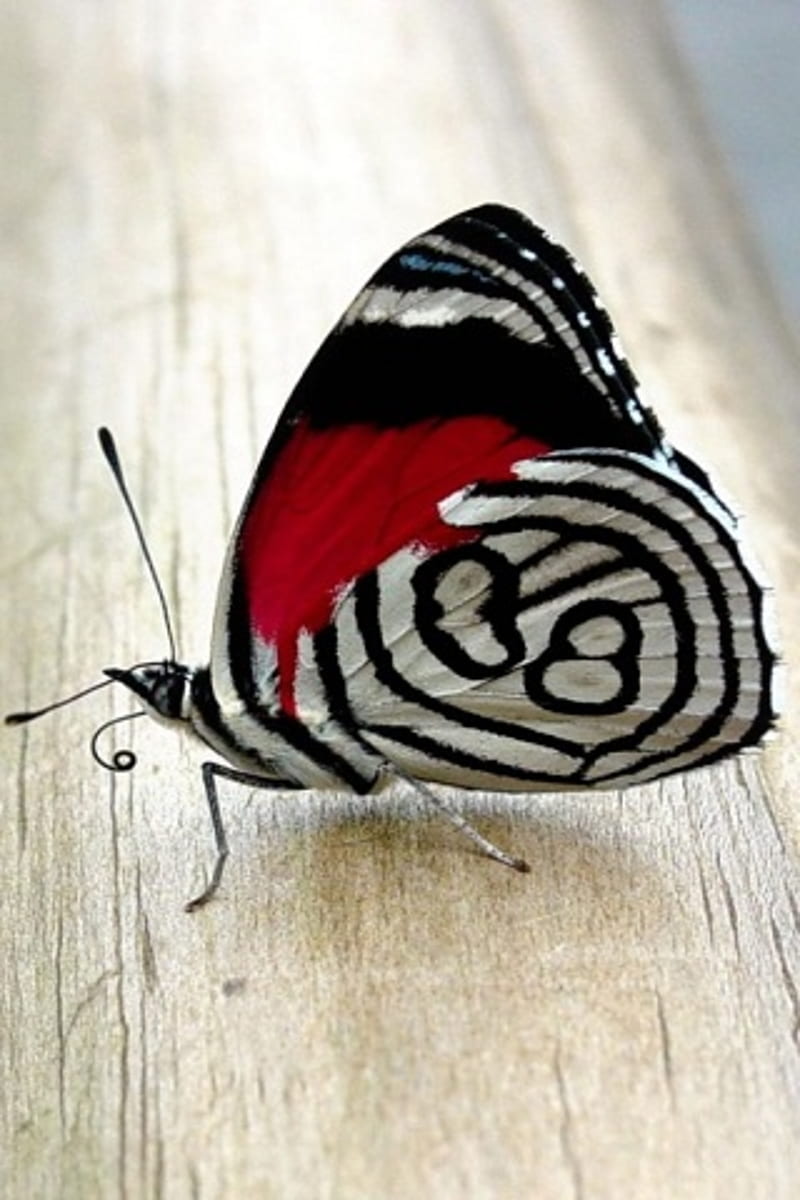 Soaring Butterfly, HD phone wallpaper | Peakpx