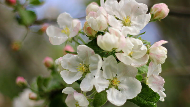 Peach Blossom, amazing, bonito, spring, blossom, flowers, nature, peach, white, pink, HD wallpaper