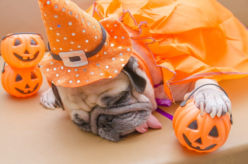 HD wallpaper this halloween was too much for me sleep orange halloween caine animal pumpkin funny pug dog