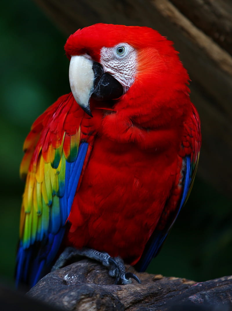 Colors Parrot Blue Colors Parrot Red Yellow Hd Phone Wallpaper
