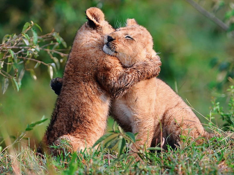 HD-wallpaper-tight-hug-hug-nature-animals-wild.jpg