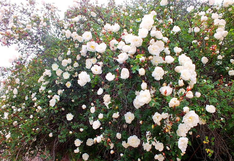Rosebush., flowers, nature, fields, other, HD wallpaper