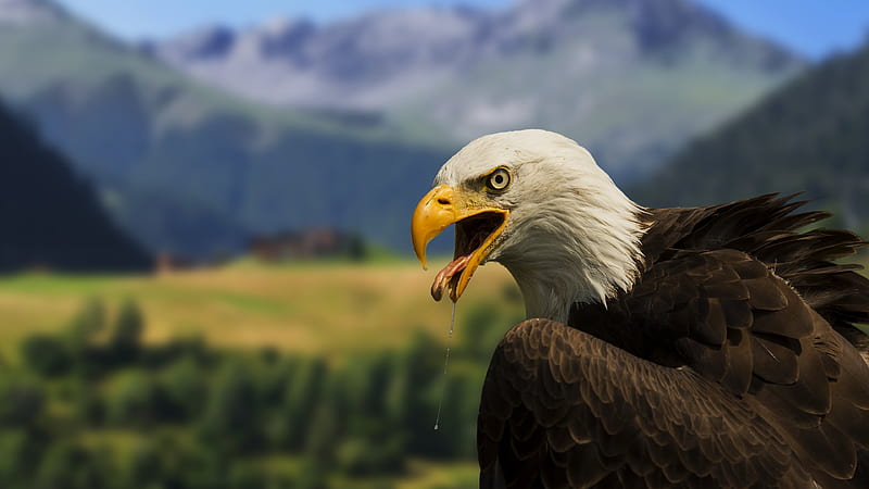 Bald Eagle, raptor, head, bird, mountains, wilderness, HD wallpaper | Peakpx