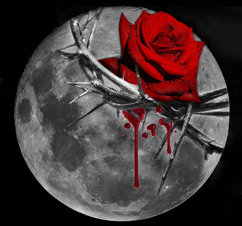 Wounded, red, thorns, moon, rose, love, blood, HD wallpaper